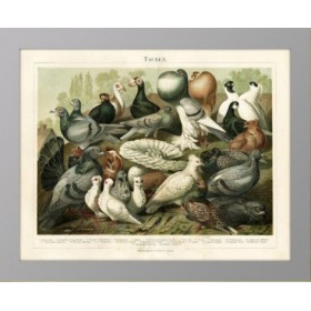 Старинная литография 1886 года Породы голубей