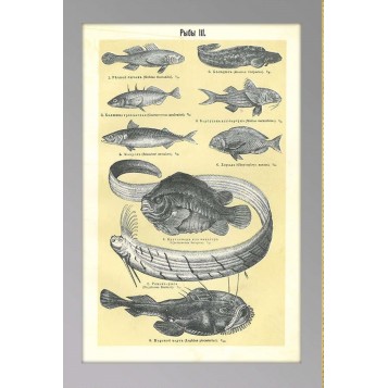 Старинная гравюра Рыбы 3