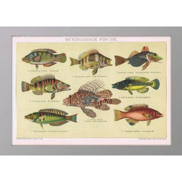 Старинная литография Рыбы с цветным окрасом