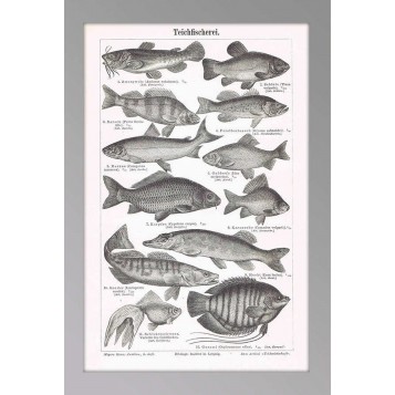 Антикварная гравюра Прудовое рыбоводство