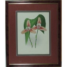 Орхидея Lycaste Luciani